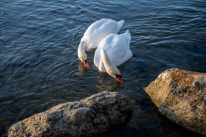 The Kinesiology Collection – Isabel Rappold